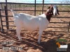 1X BOER GOAT PREGNANT FLOCK DOE JH Gouws Boerbokstoet