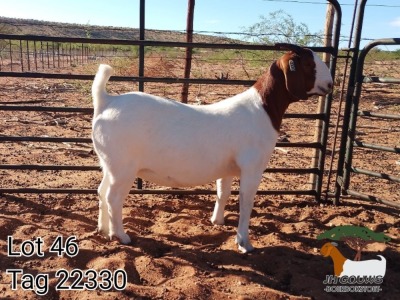 1X BOER GOAT FLOCK DOE JH Gouws Boerbokstoet