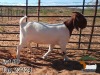 1X BOER GOAT FLOCK DOE JH Gouws Boerbokstoet