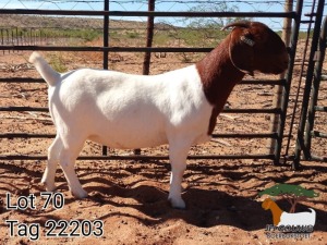 1X BOER GOAT STUD DOE JH Gouws Boerbokstoet