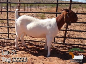 1X BOER GOAT FLOCK DOE JH Gouws Boerbokstoet