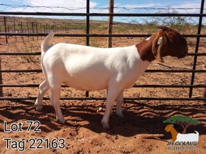 1X BOER GOAT FLOCK DOE JH Gouws Boerbokstoet