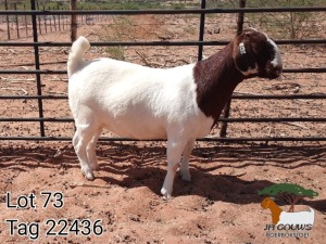 1X BOER GOAT PREGNANT FLOCK DOE JH Gouws Boerbokstoet