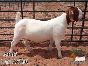 1X BOER GOAT PREGNANT FLOCK DOE JH Gouws Boerbokstoet