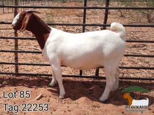 1X BOER GOAT FLOCK DOE JH Gouws Boerbokstoet