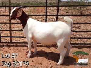 1X BOER GOAT PREGNANT FLOCK DOE JH Gouws Boerbokstoet