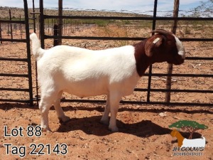 1X BOER GOAT PREGNANT FLOCK DOE JH Gouws Boerbokstoet