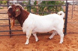 1X BOER GOAT STUD BUCK Witsand Boerbokstoet