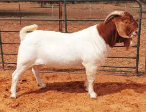 1X BOER GOAT FLOCK BUCK Witsand Boerbokstoet