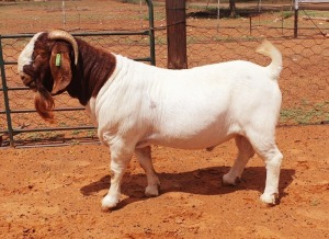 1X BOER GOAT STUD BUCK Witsand Boerbokstoet