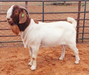 1X BOER GOAT FLOCK BUCK Witsand Boerbokstoet