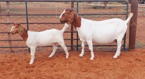 1+1X BOER GOAT FLOCK DOE Witsand Boerbokstoet