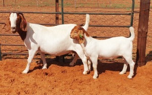 1+1X BOER GOAT FLOCK DOE Witsand Boerbokstoet