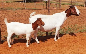 1+1X BOER GOAT FLOCK DOE Witsand Boerbokstoet