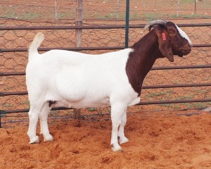 1X BOER GOAT FLOCK DOE Witsand Boerbokstoet