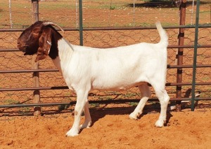 1X BOER GOAT FLOCK DOE Witsand Boerbokstoet