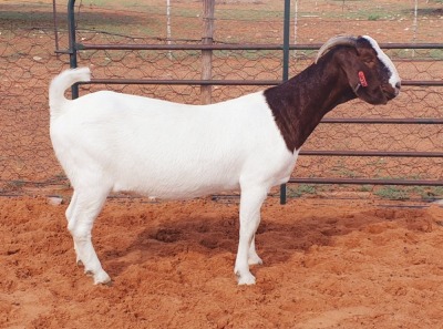 1X BOER GOAT FLOCK DOE Witsand Boerbokstoet