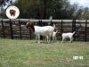 1+2X BOER GOAT FLOCK DOE JofoJama Boerbokstoet