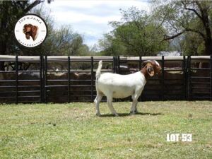 1X BOER GOAT PREGNANT FLOCK DOE JofoJama Boerbokstoet