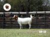 1X BOER GOAT PREGNANT FLOCK DOE JofoJama Boerbokstoet