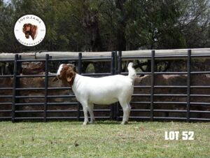 1X BOER GOAT PREGNANT FLOCK DOE JofoJama Boerbokstoet