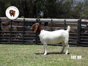 WITHDRAWN - 1X BOER GOAT DOE JofoJama Boerbokstoet