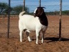 WITHDRAWN - 1X BOER GOAT DOE Kalahari Kid Corporation - 2