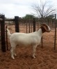 1X BOER GOAT FLOCK DOE Kalahari Kid Corporation