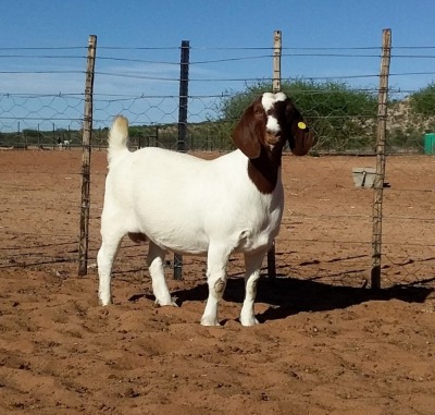 1X BOER GOAT PREGNANT FLOCK DOE Kalahari Kid Corporation