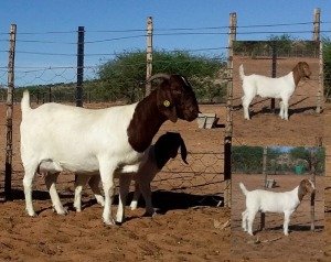 1+2X BOER GOAT FLOCK DOE Kalahari Kid Corporation