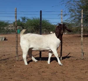 1X BOER GOAT PREGNANT FLOCK DOE Kalahari Kid Corporation