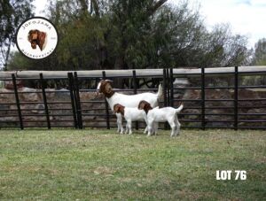 1+2X BOER GOAT FLOCK DOE JofoJama Boerbokstoet