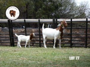 1+1X BOER GOAT FLOCK DOE JofoJama Boerbokstoet