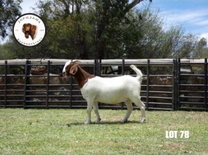 1X BOER GOAT PREGNANT FLOCK DOE JofoJama Boerbokstoet