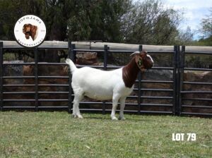 1X BOER GOAT PREGNANT FLOCK DOE JofoJama Boerbokstoet