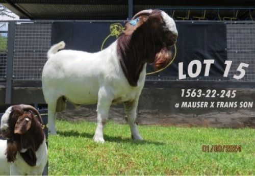WITHDRAWN-1X BOER GOAT BUCK Shongololo Boerbok stoet 1563