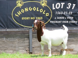 1X BOER GOAT PREGNANT STUD DOE Shongololo Boerbok stoet 1563