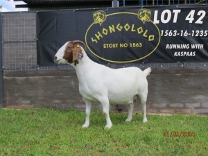 1X BOER GOAT PREGNANT FLOCK DOE Shongololo Boerbok stoet 1563