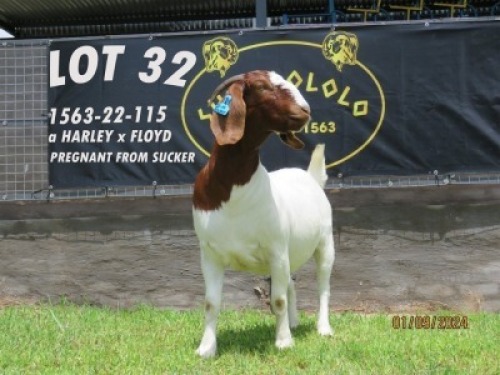 1X BOER GOAT PREGNANT STUD DOE Shongololo Boerbok stoet 1563
