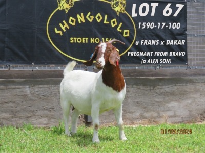 1X BOER GOAT PREGNANT FLOCK DOE Shongololo Boerbok stoet 1563