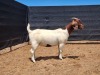 1X BOER GOAT PREGNANT FLOCK ON COLOUR DOE CNC Boerbokstoet