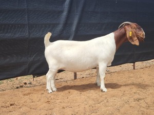 1X BOER GOAT PREGNANT FLOCK DOE CNC Boerbokstoet