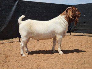 1X BOER GOAT STUD BUCK CNC Boerbokstoet