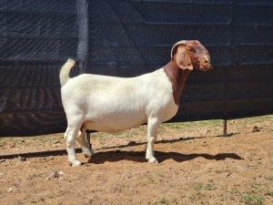 1X BOER GOAT PREGNANT FLOCK DOE CNC Boerbokstoet