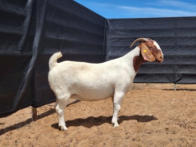 WITHDRAWN - 1X BOER GOAT DOE CNC Boerbokstoet