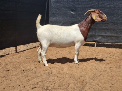 1X BOER GOAT FLOCK DOE CNC Boerbokstoet