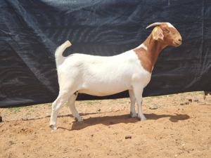 1X BOER GOAT FLOCK DOE CNC Boerbokstoet