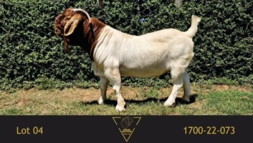 1X BOER GOAT STUD BUCK Erik Meyer Boerbokstoet