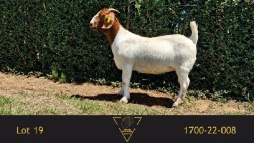 1X BOER GOAT PREGNANT FLOCK DOE Erik Meyer Boerbokstoet