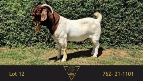 1X BOER GOAT FLOCK BUCK Erik Meyer Boerbokstoet